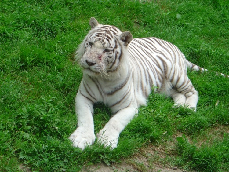 Fonds d'cran Animaux Flins - Tigres Tigre blanc