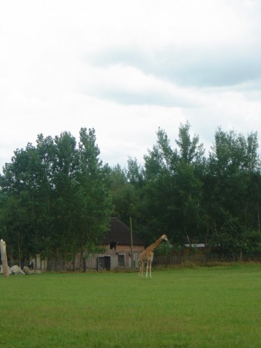 Fonds d'cran Animaux Girafes Girafe