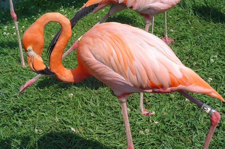 Fonds d'cran Animaux Oiseaux - Flamants flamant-rose