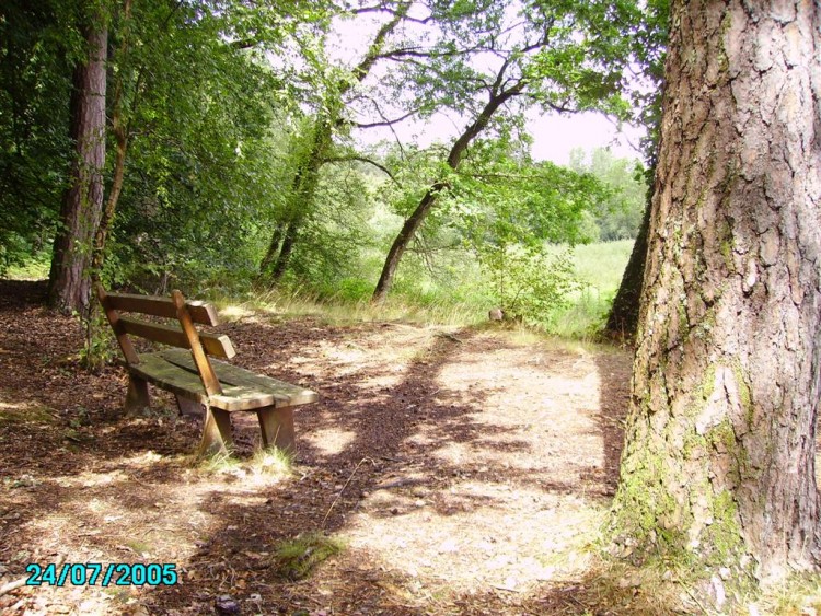 Fonds d'cran Nature Arbres - Forts Banc isol : Normandie :