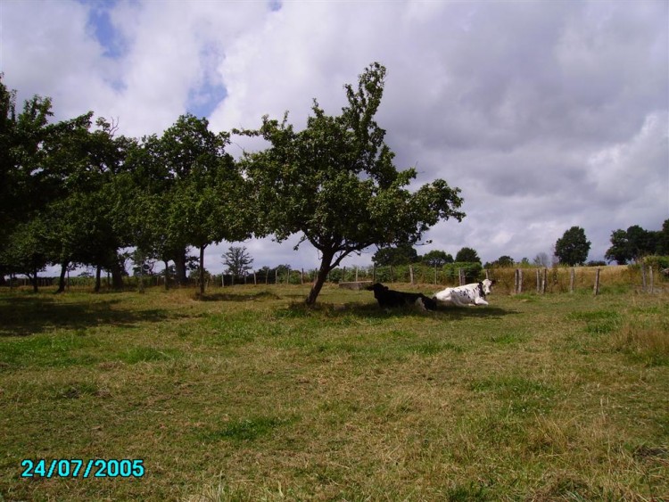 Fonds d'cran Nature Arbres - Forts Verger : Normandie :