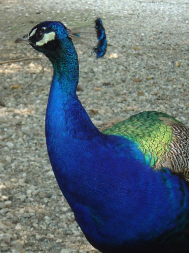 Fonds d'cran Animaux Oiseaux - Paons Pose pour la photo