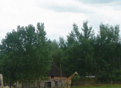 Fonds d'cran Animaux Girafe