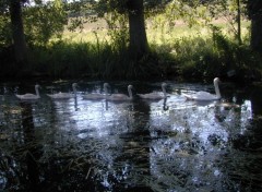 Wallpapers Animals Maman Cygne et ses gamins