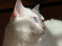 Fonds d'cran Animaux chat yeux bleu (et vert)