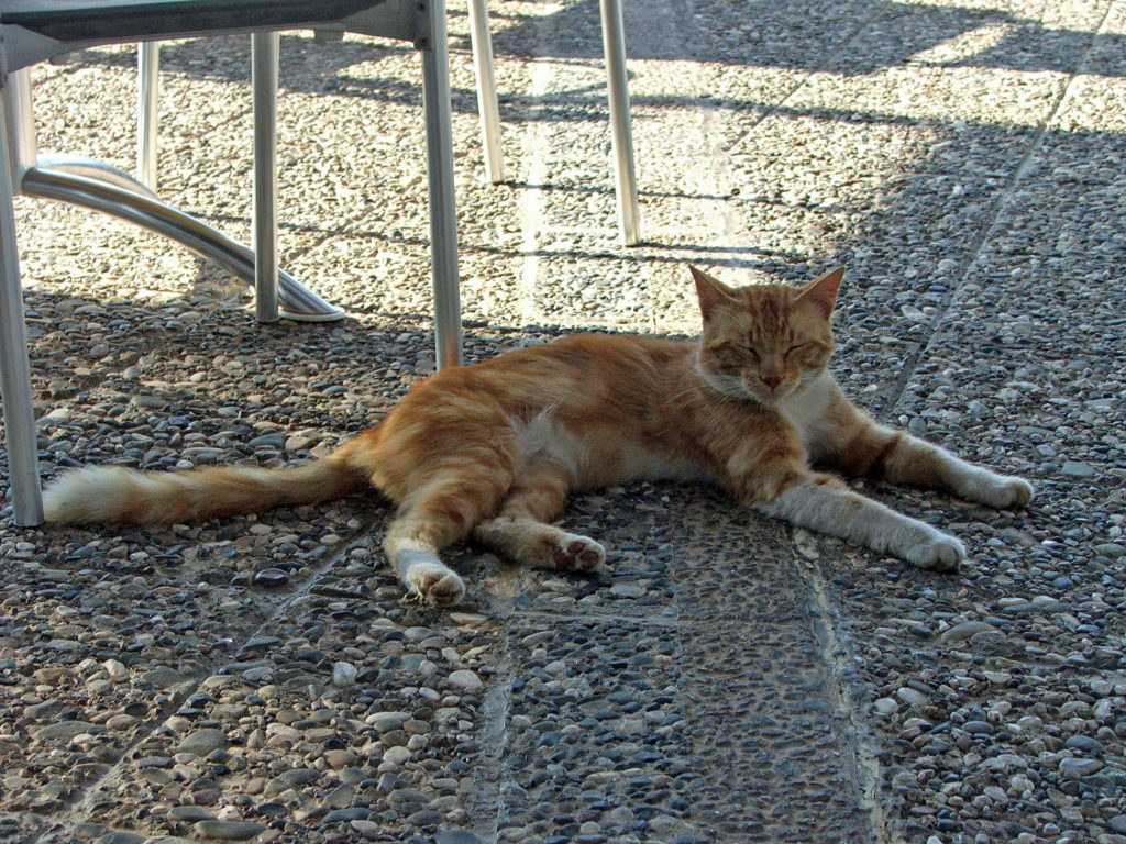 Wallpapers Animals Cats - Kittens Ile de Chypre : Limassol