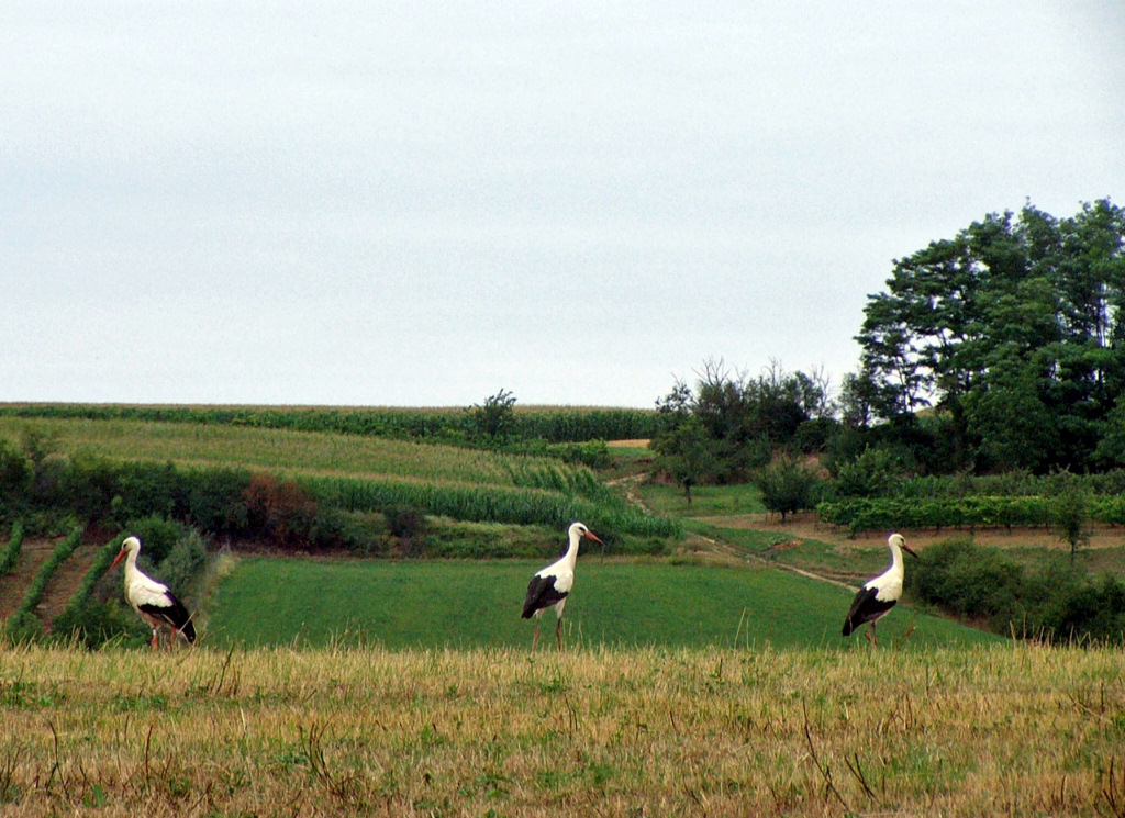 Wallpapers Animals Birds - Storks Cigognes du Kochersberg