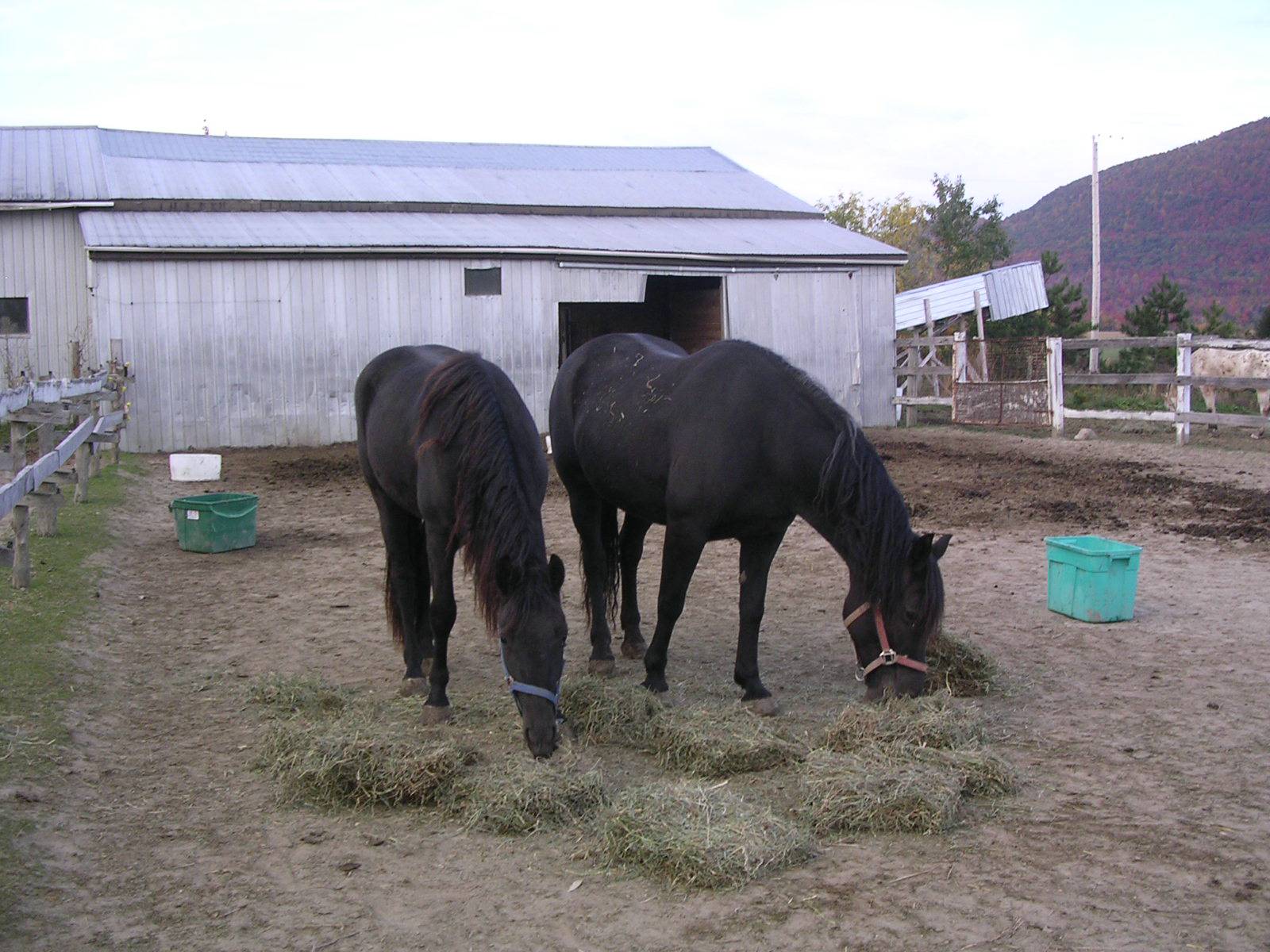 Fonds d'cran Animaux Chevaux 