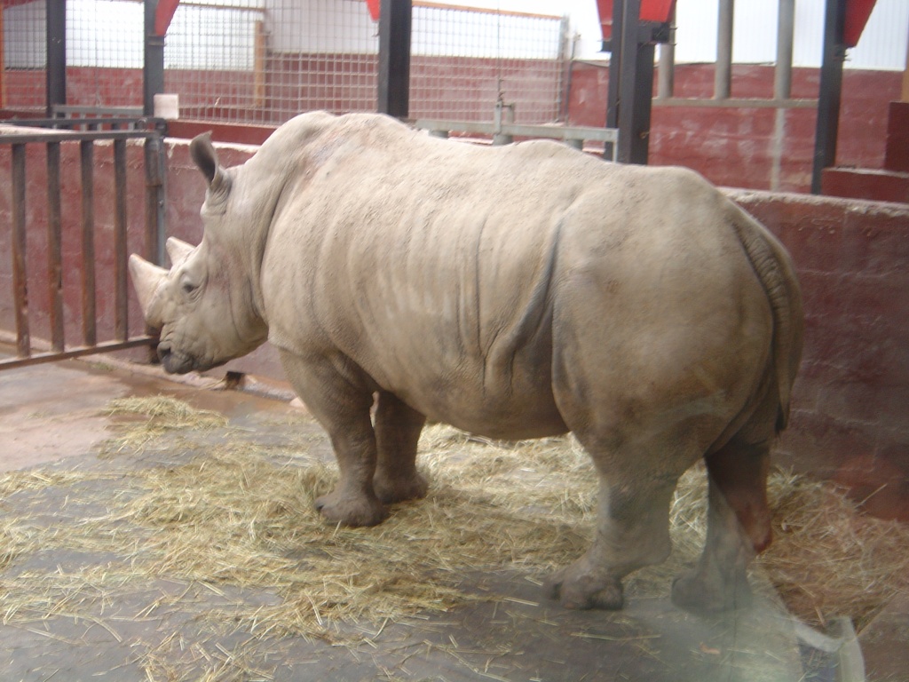 Fonds d'cran Animaux Rhinocros Rhinoceros blanc