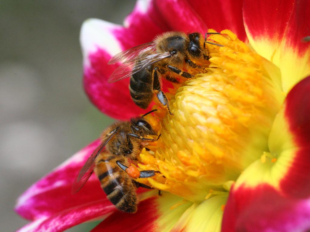 Fonds d'cran Animaux Insectes - Abeilles Gupes ... petit couple butinant