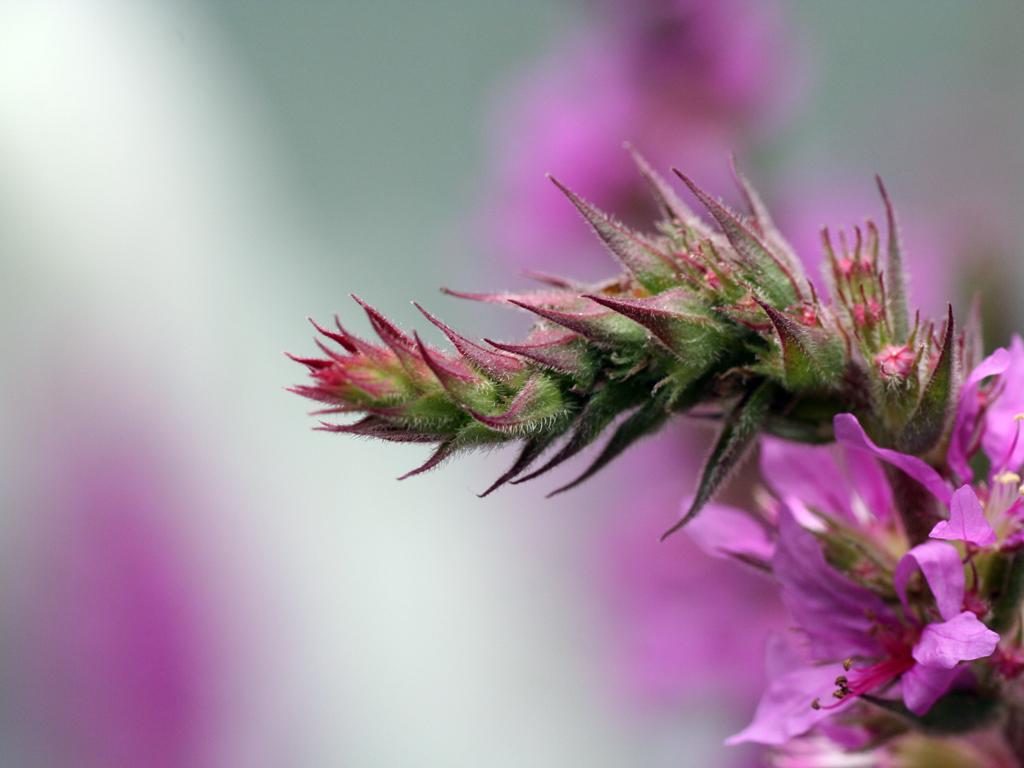 Fonds d'cran Nature Fleurs petite plante