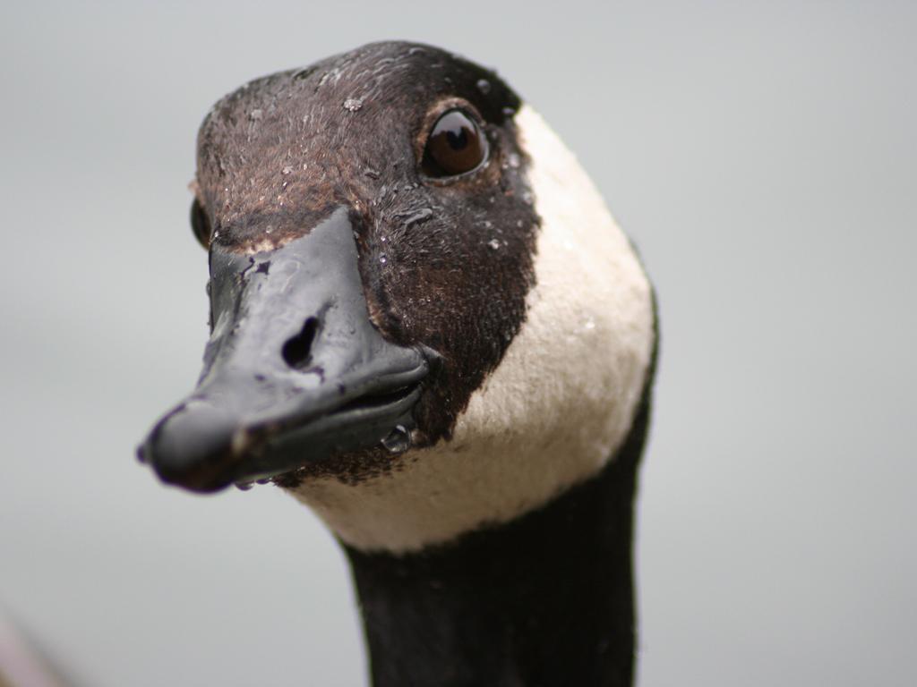 Fonds d'cran Animaux Oiseaux - Canards portrait de canard