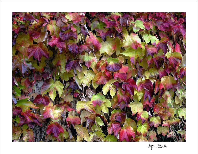 Fonds d'cran Nature Fleurs Automne (1)