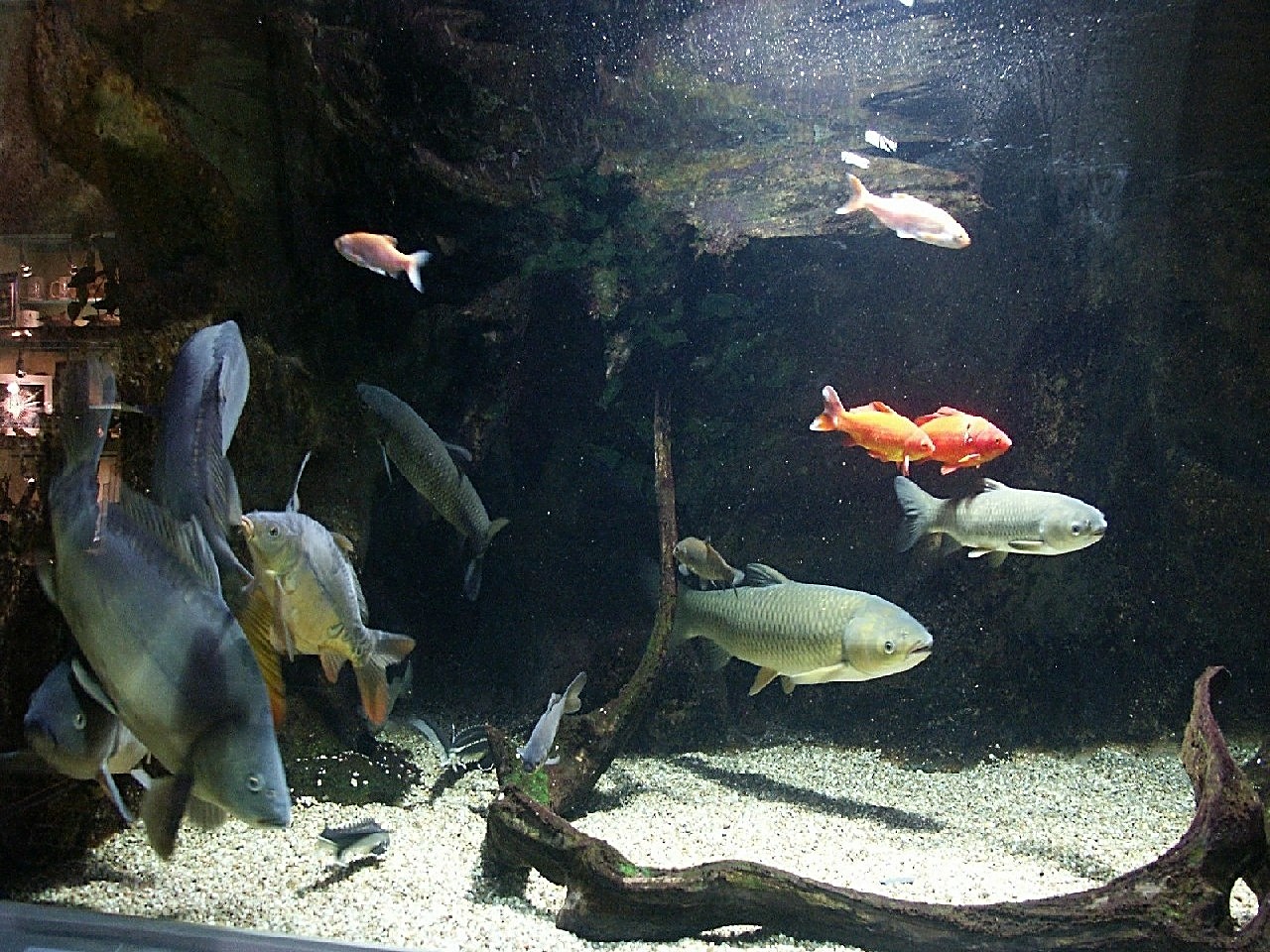 Fonds d'cran Animaux Vie marine - Poissons Aquarium