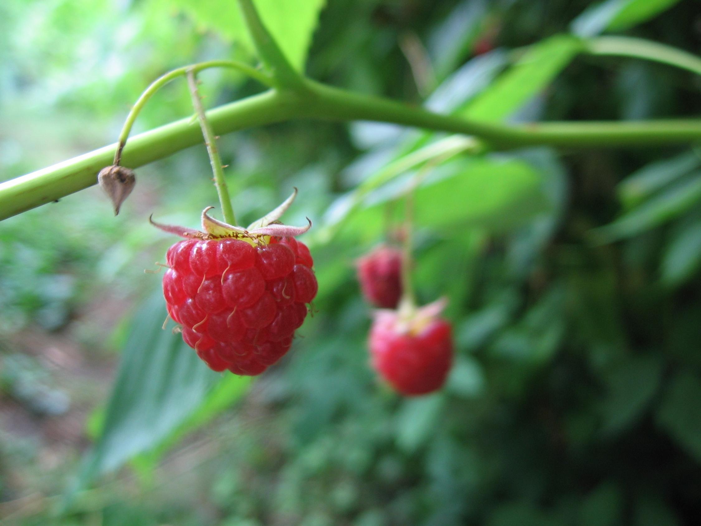 Fonds d'cran Nature Fruits Framboise en plan macro