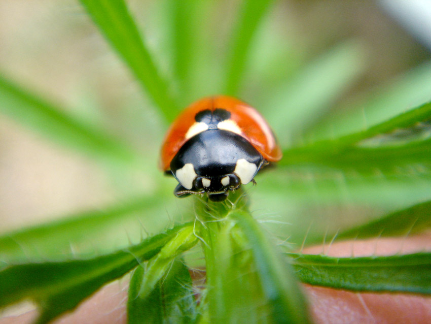 Fonds d'cran Animaux Insectes - Coccinelles si l'on ne croit pas en Dieu, d'ou viennent ces btes ?