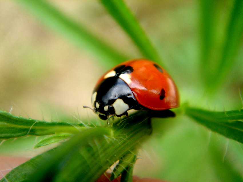 Fonds d'cran Animaux Insectes - Coccinelles idem ...!