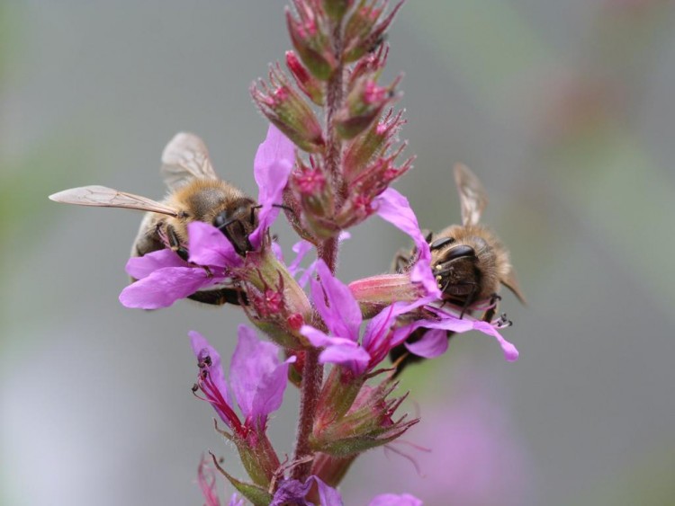 Fonds d'cran Nature Fleurs petite fleur