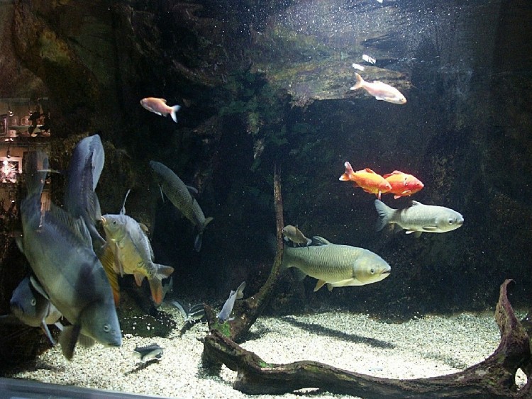 Fonds d'cran Animaux Vie marine - Poissons Aquarium