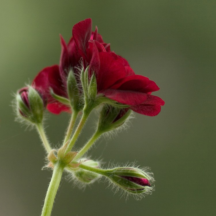 Fonds d'cran Nature Fleurs Pelargonium Bordeaux sur ma fentre tout chaud des Alizes de cet aprs-midi