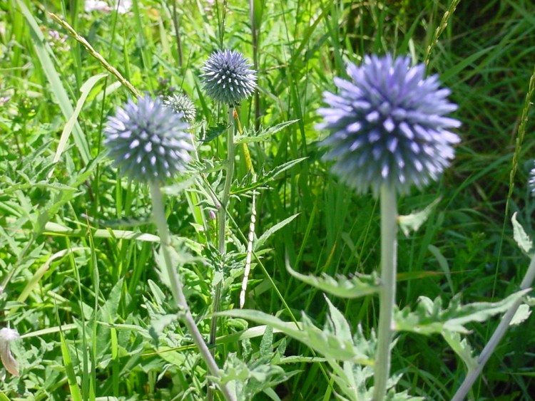 Fonds d'cran Nature Fleurs chardon