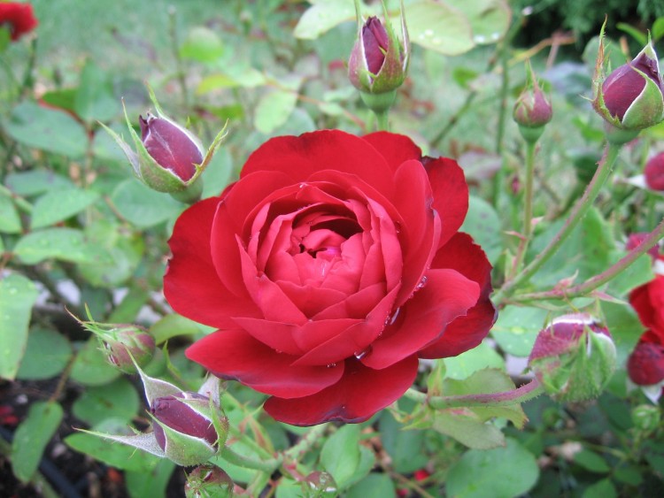 Fonds d'cran Nature Fleurs Une rose rouge et des boutons aprs la pluie