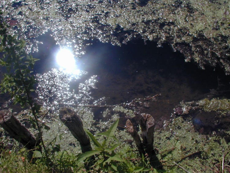 Wallpapers Nature Water - Reflection Reflets