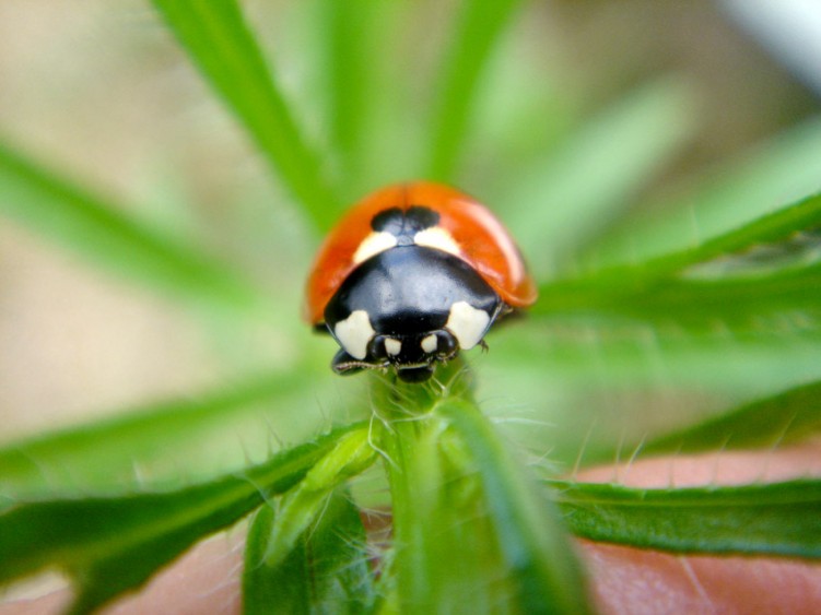 Fonds d'cran Animaux Insectes - Coccinelles si l'on ne croit pas en Dieu, d'ou viennent ces btes ?