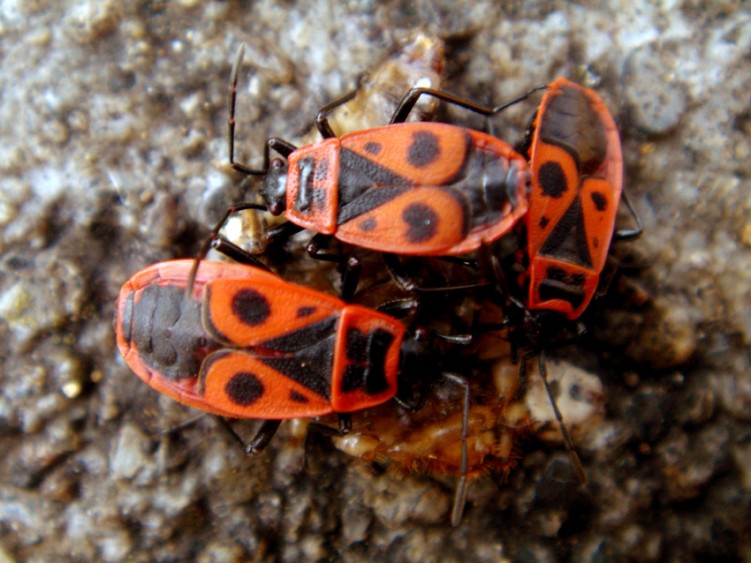 Fonds d'cran Animaux Insectes - Gendarmes ha ...... ces gendarmes ..!!!!