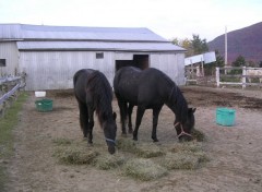 Fonds d'cran Animaux Image sans titre N107462