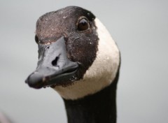 Wallpapers Animals portrait de canard