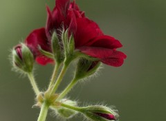 Wallpapers Nature Pelargonium Bordeaux sur ma fentre tout chaud des Alizes de cet aprs-midi