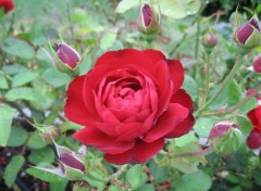 Fonds d'cran Nature Une rose rouge et des boutons aprs la pluie