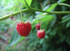 Wallpapers Nature Framboise en plan macro