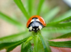 Fonds d'cran Animaux si l'on ne croit pas en Dieu, d'ou viennent ces btes ?