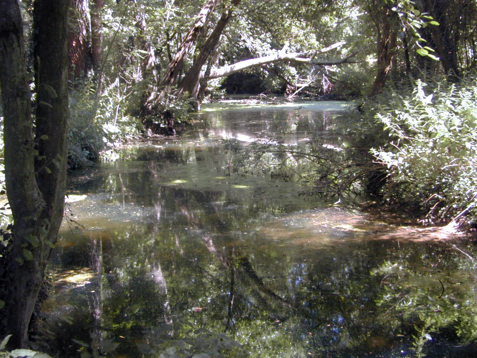 Fonds d'cran Nature Fleuves - Rivires - Torrents Le fusain