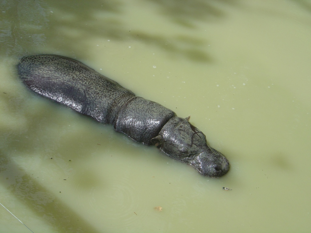 Fonds d'cran Animaux Hippopotames Hippopotame