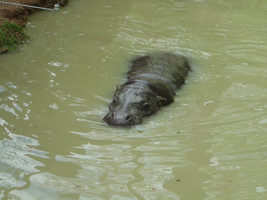 Wallpapers Animals Hippopotamuses Hippopotame