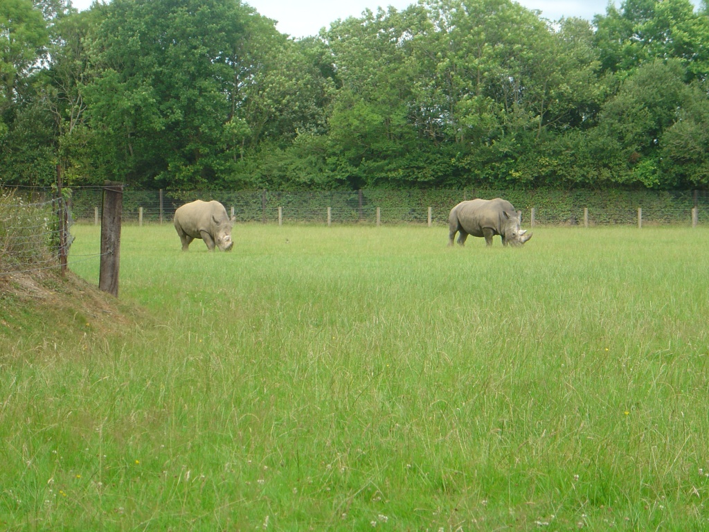 Wallpapers Animals Rhinoceros Rhinoceros