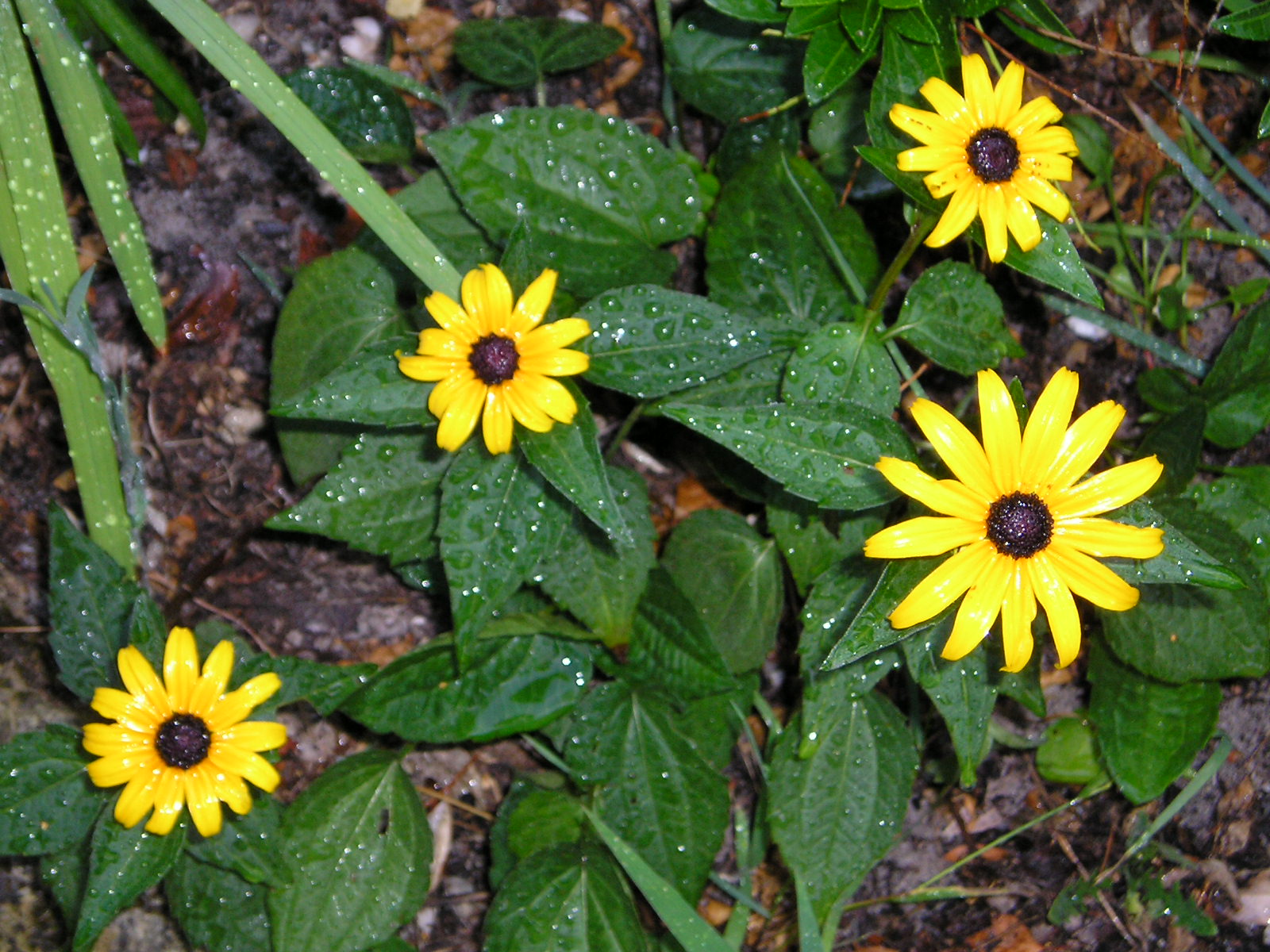 Fonds d'cran Nature Fleurs 