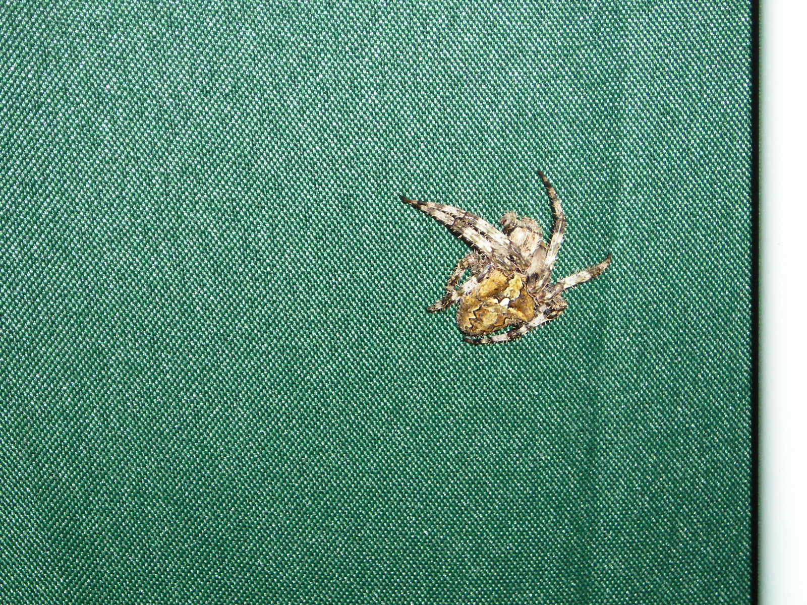 Wallpapers Animals Spiders 