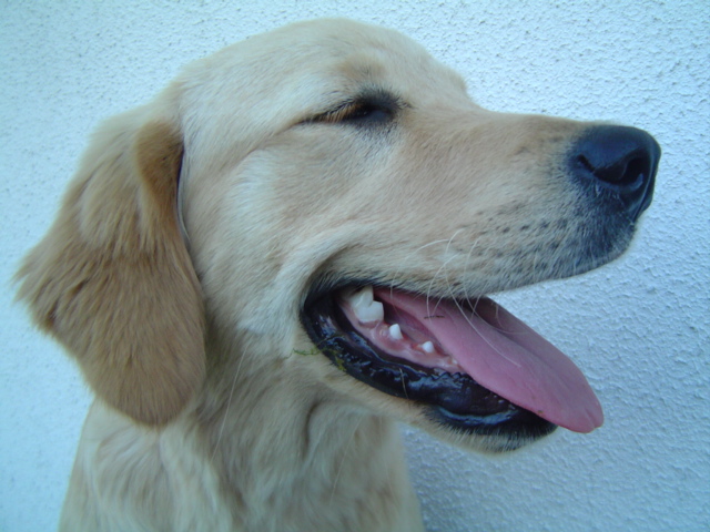 Fonds d'cran Animaux Chiens toujours alia