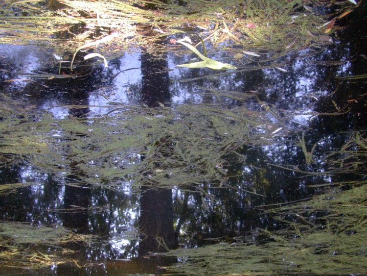 Wallpapers Nature Water - Reflection Reflets