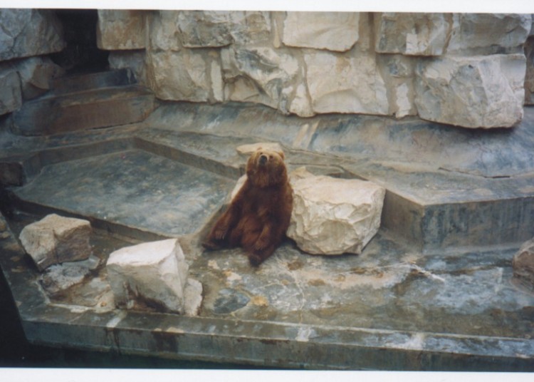 Wallpapers Animals Bears Ours au zoo de Tunis, Tunisie