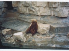 Fonds d'cran Animaux Ours au zoo de Tunis, Tunisie