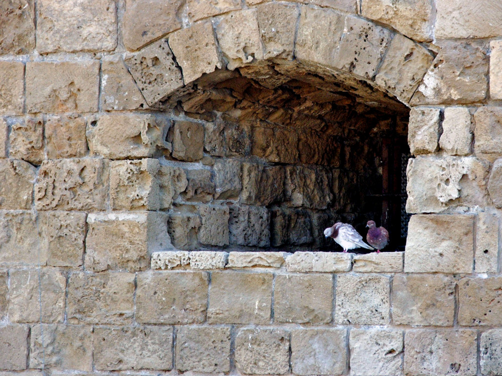 Fonds d'cran Animaux Oiseaux - Pigeons et Tourterelles Ile de Chypre : Paphos