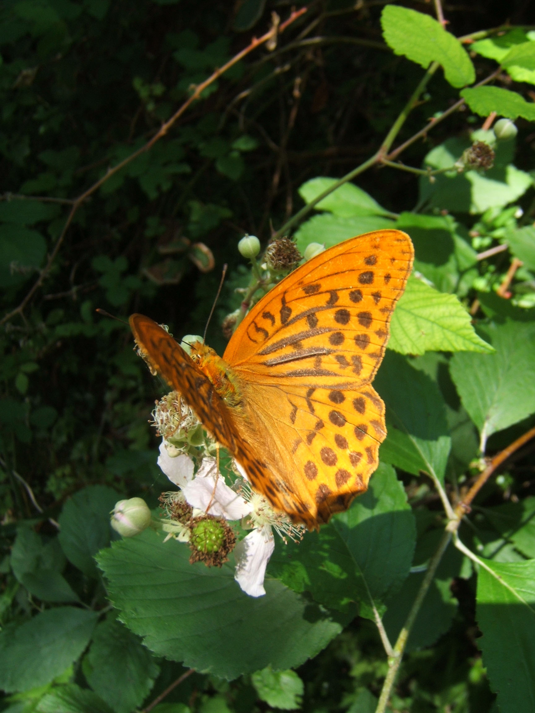 Fonds d'cran Animaux Insectes - Papillons Papillon