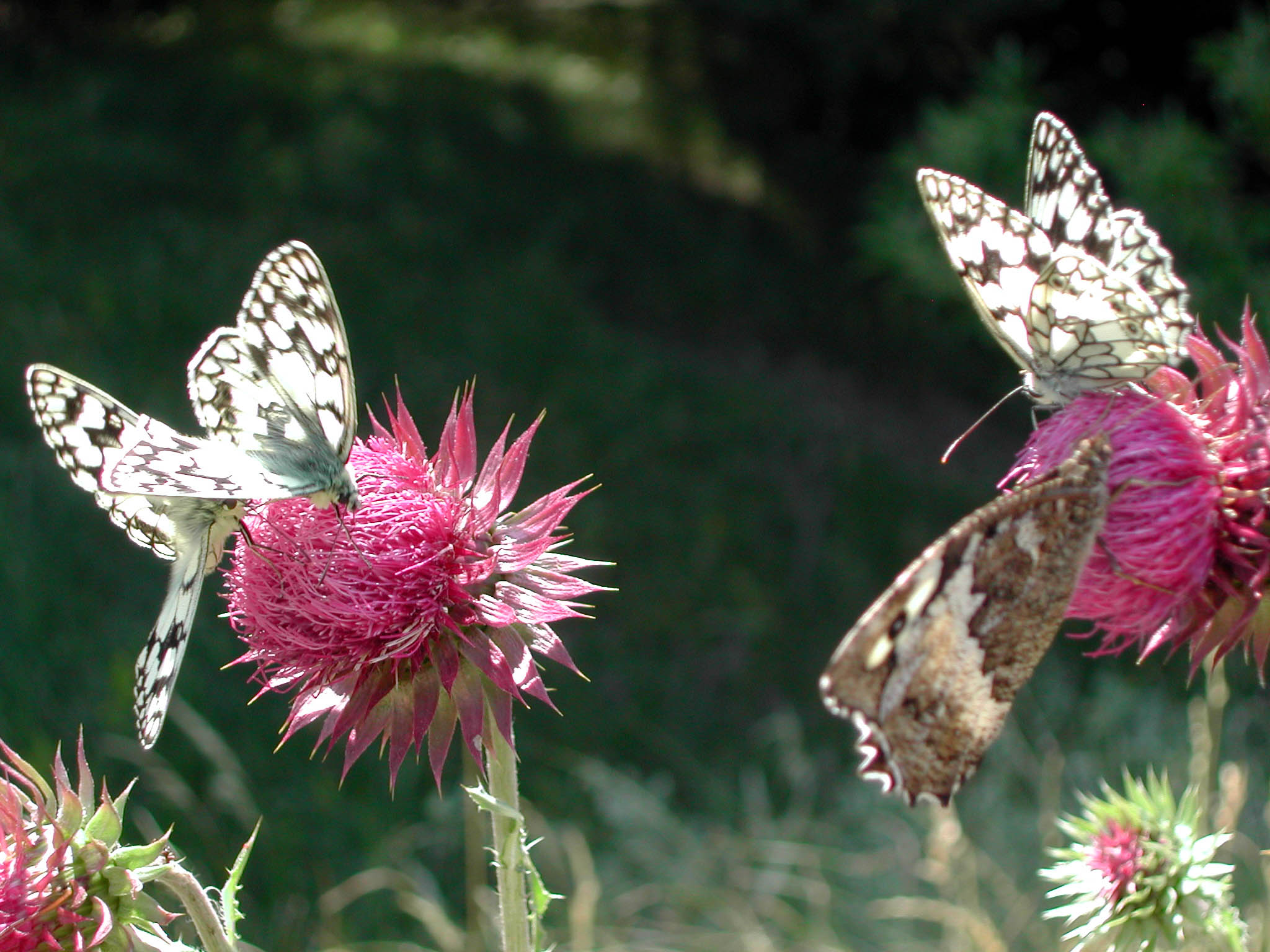 Fonds d'cran Animaux Insectes - Papillons Papillons