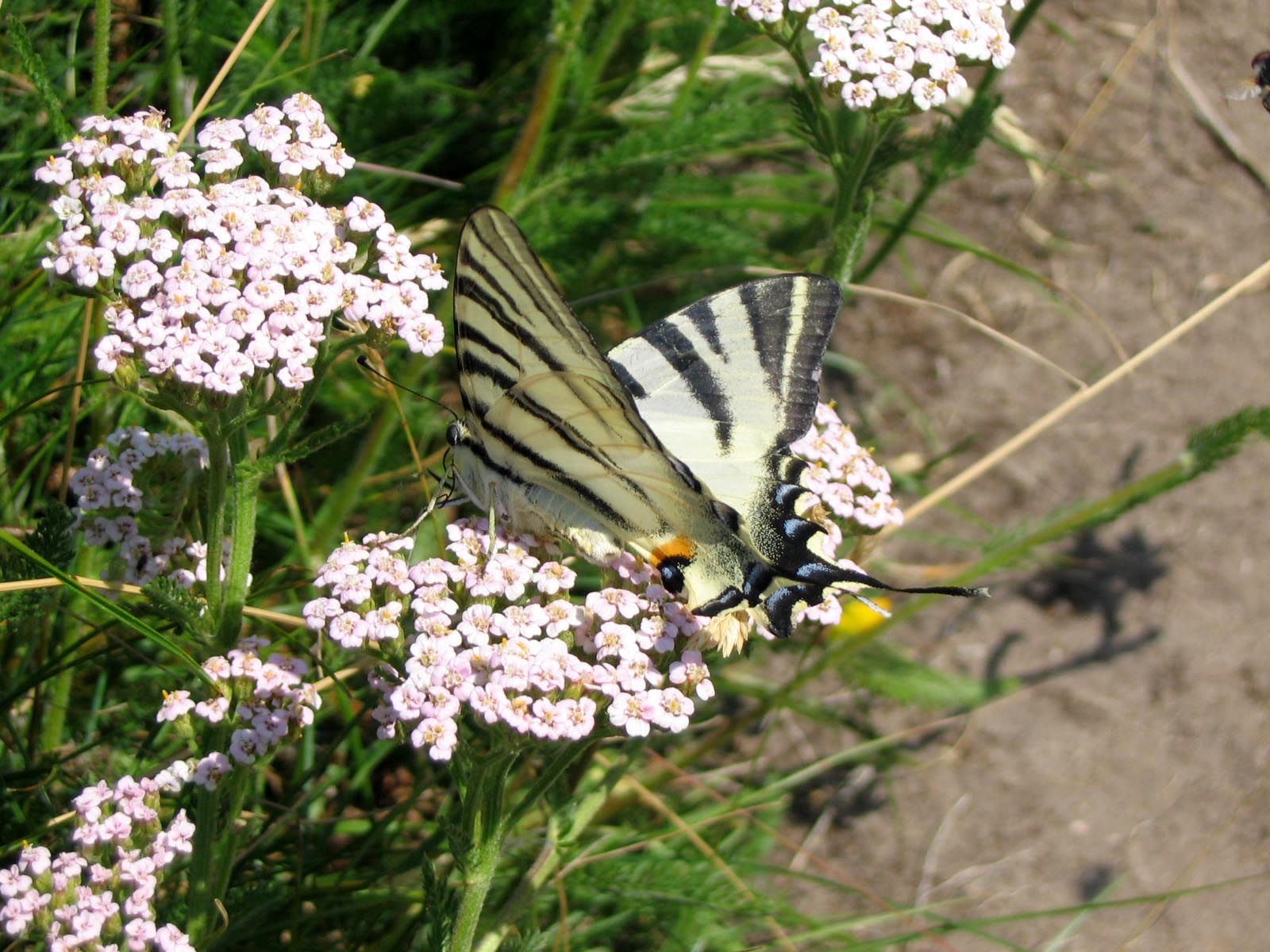 Fonds d'cran Animaux Insectes - Papillons Papillon