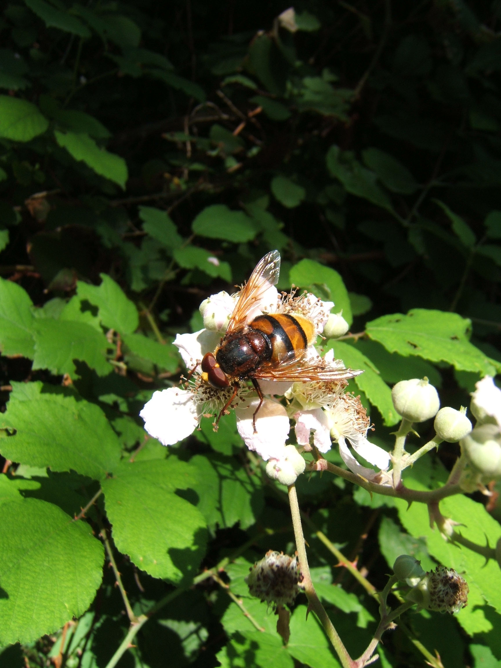 Fonds d'cran Animaux Insectes - Abeilles Gupes ... Ca butine !